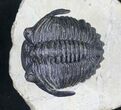 Arched Hollardops Trilobite Specimen - #20679-2